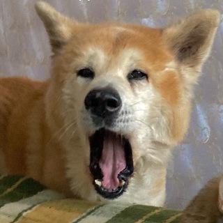 Логотип @tainazhiza - таиная жизнь чат