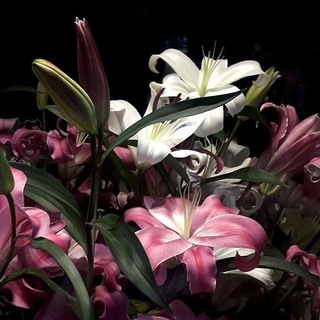 Логотип @tajikulovas - ️