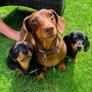 Логотип @taksa_best_dog - Таксапокалипсис