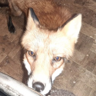 Логотип @taksa_dog - Собакочат