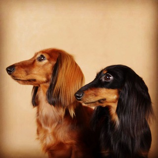 Логотип @taksamini - ТаксаМини