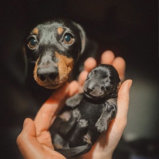 Логотип @taksmania - 🐶Таксмания