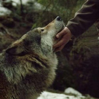 Логотип @talawolf2000 - #Netzfunde ❤🕊🍀😊