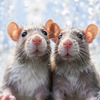 Логотип @talk_nk - Без обид, но… | Троицкая Ксения