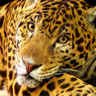 Логотип @tambakophotography - Tambako Photography 🐆📷