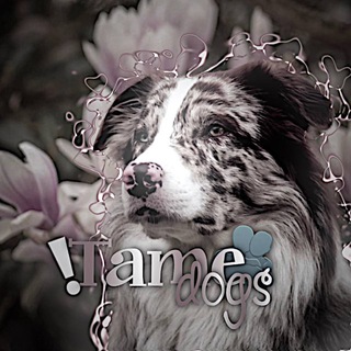 Логотип @tamedogs1 - ❕ᴛᴀʍᴇ dᴏgs 🫂