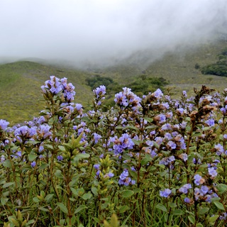 Логотип @tamiltranslations - Тамильская поэзия