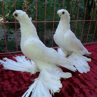 Логотип @tanishuv12viloyat - 🖤🖤12 viloyat tanishuvi❤️❤️