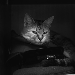 Логотип @tarkhils_channel - Медицинские и немедицинские записки