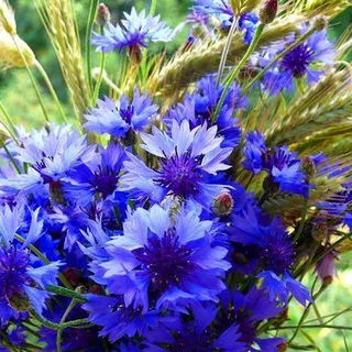 Логотип @taroinformburo - Тароинформбюро