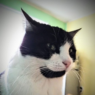 Логотип @tarot_i_lenormand - Мадама Таро и Ленормана