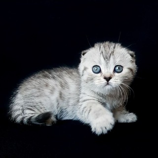 Логотип @tashkent_pets - 🔶️𝑺𝑯𝒐𝒕𝒍𝒂𝒏𝒅𝒔𝒌𝒊𝒆 𝒌𝒐𝒕𝒚𝒂𝒕𝒂🔶️ 𝓢𝓬𝓸𝓽𝓽𝓲𝓼𝓱 𝓫𝓻𝓮𝓮𝓭𝓲𝓷𝓰