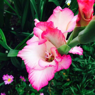 Логотип @tatarmama - Эни