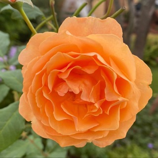 Логотип @tatyana4mon - Татьяна🇷🇺Мон