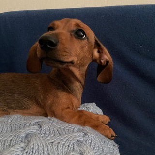 Логотип @taxenysh - Рори ищет дом ✨