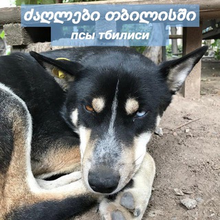 Логотип @tbilisidogs - псы тбилиси