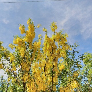 Логотип @tbilisishi - Наташа в Тбилиси