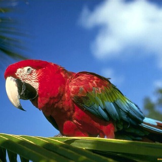 Логотип @tdyui6 - свинки попуги