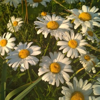 Логотип @tea_chamomile - Ромашковий чай #УкрТг