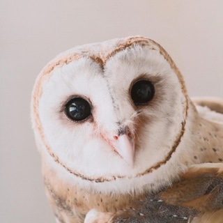 Логотип @teachcase - Методисты ОТУС рекомендуют