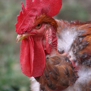 Логотип @teachersofagriculture - Teachers of Agriculture