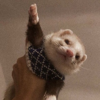 Логотип @teaforbookworm - Лапка хорька🐾