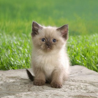 Логотип @technotrailblaz1 - TECHNOTRAILBLAZER