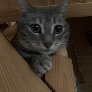 Логотип @teg_ckam - Mishant team