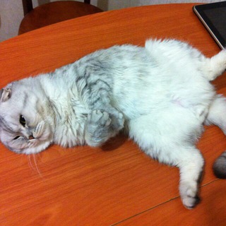 Логотип @telega100mln - Ненастоящий Миллионер