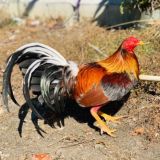 🐓hacienda_el_capi🔥