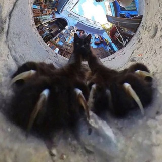 Логотип @temperancecup - temperance 🍨