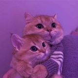 Логотип @temy_oboi_bot - Темы и Языки | Каталог