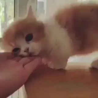 Логотип @tenerezze - Мурмяу