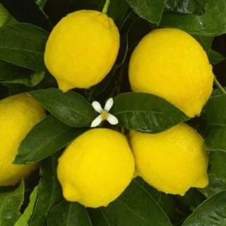 Логотип @teplica_lemon - Теплица ☘️🍋