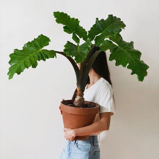 Логотип @terracotta_and_my_plants - Terracotta & my plants🪴