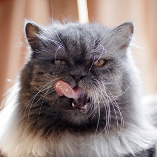 Логотип @territoryanimal - Territory.animals