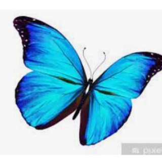 Логотип @testerlinge - 🦋Testerlinge🦋