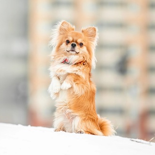 Логотип @testestestttt1 - Vlada and Tes🤍