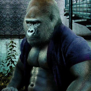 Логотип @testosterone_hub - ТЕСТОСТЕРОН | Здоровье и Развитие