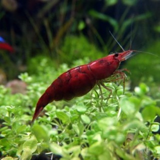 Логотип @tetrauni_aquariums_group - TETRAUNI GROUP AQUARIUMS