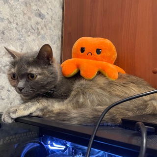 Логотип @tetya_moosya - Упоротая Тётя Муся😌