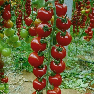 Логотип @texagro - Agro marketing®️(Uyda qoling)