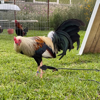 Логотип @texanojugadas - EL TEXANO FARM