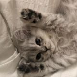 Логотип @texturebitski - текстуры, разделители, биты, пнг