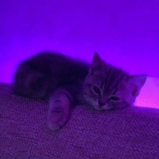 Логотип @tg_flok_1 - FLOK_1DLC