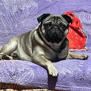 Логотип @tgfdccs - колесо.🐣