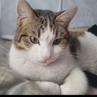 Логотип @tghjjjvyv - Cat_Dusik