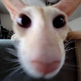 Логотип @tgkruglash - КРУГЛЯШИКИ