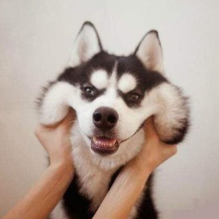 Логотип @tgwolf - 二哈的诱惑