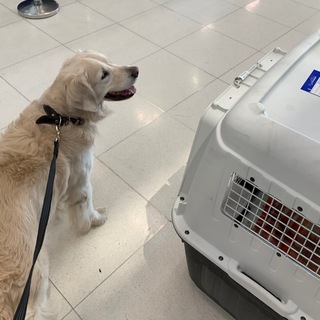 Логотип @thailand_togo - В Тайланд с питомцем ✈️🐶😻🏝